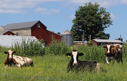 Agriculture
